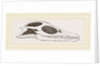 Head of Plesiosaurus by Anonymous