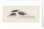 Head of Plesiosaurus by Anonymous