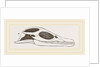 Head of Plesiosaurus by Anonymous