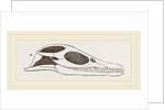 Head of Plesiosaurus by Anonymous