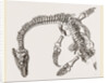 Plesiosaurus as imbedded by Anonymous