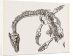 Plesiosaurus as imbedded by Anonymous