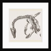 Plesiosaurus as imbedded by Anonymous