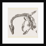Plesiosaurus as imbedded by Anonymous