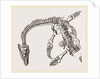 Plesiosaurus as imbedded by Anonymous