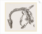 Plesiosaurus as imbedded by Anonymous