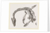 Plesiosaurus as imbedded by Anonymous