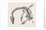 Plesiosaurus as imbedded by Anonymous