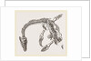 Plesiosaurus as imbedded by Anonymous