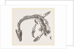 Plesiosaurus as imbedded by Anonymous