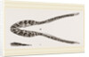 Lower Jaw of Plesiosaurus by Anonymous
