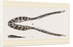 Lower Jaw of Plesiosaurus by Anonymous