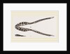 Lower Jaw of Plesiosaurus by Anonymous