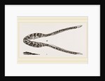 Lower Jaw of Plesiosaurus by Anonymous