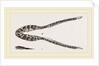 Lower Jaw of Plesiosaurus by Anonymous
