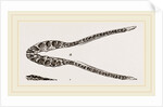 Lower Jaw of Plesiosaurus by Anonymous