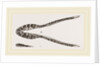 Lower Jaw of Plesiosaurus by Anonymous