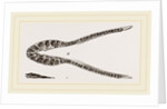 Lower Jaw of Plesiosaurus by Anonymous