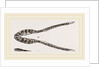 Lower Jaw of Plesiosaurus by Anonymous
