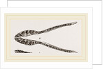 Lower Jaw of Plesiosaurus by Anonymous