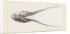 Lower Jaw of Plesiosaurus by Anonymous