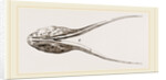 Lower Jaw of Plesiosaurus by Anonymous