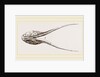 Lower Jaw of Plesiosaurus by Anonymous