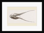 Lower Jaw of Plesiosaurus by Anonymous