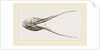 Lower Jaw of Plesiosaurus by Anonymous