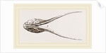 Lower Jaw of Plesiosaurus by Anonymous