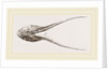 Lower Jaw of Plesiosaurus by Anonymous