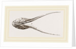 Lower Jaw of Plesiosaurus by Anonymous