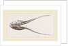 Lower Jaw of Plesiosaurus by Anonymous