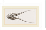Lower Jaw of Plesiosaurus by Anonymous