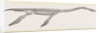 Skeleton of Plesiosaurus restored by Anonymous
