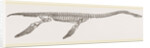 Skeleton of Plesiosaurus restored by Anonymous