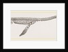 Skeleton of Plesiosaurus restored by Anonymous