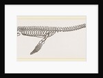 Skeleton of Plesiosaurus restored by Anonymous