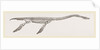 Skeleton of Plesiosaurus restored by Anonymous