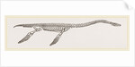 Skeleton of Plesiosaurus restored by Anonymous