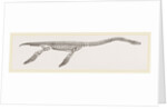 Skeleton of Plesiosaurus restored by Anonymous