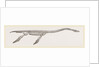 Skeleton of Plesiosaurus restored by Anonymous