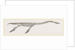 Skeleton of Plesiosaurus restored by Anonymous