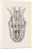 Skull of Python by Anonymous