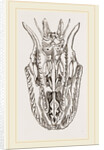 Skull of Python by Anonymous