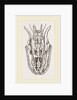 Skull of Python by Anonymous