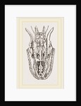 Skull of Python by Anonymous
