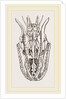Skull of Python by Anonymous
