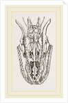 Skull of Python by Anonymous