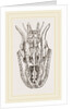 Skull of Python by Anonymous